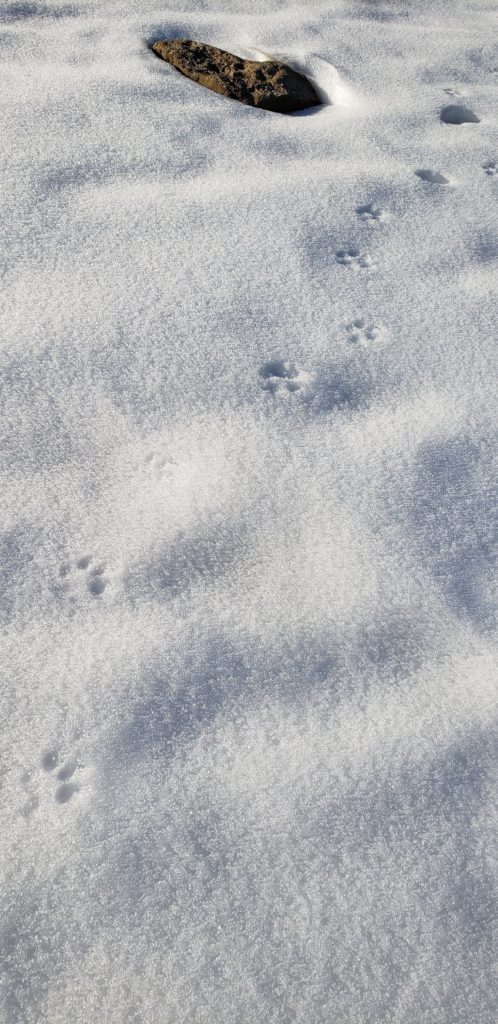FIsher or Bobcat?