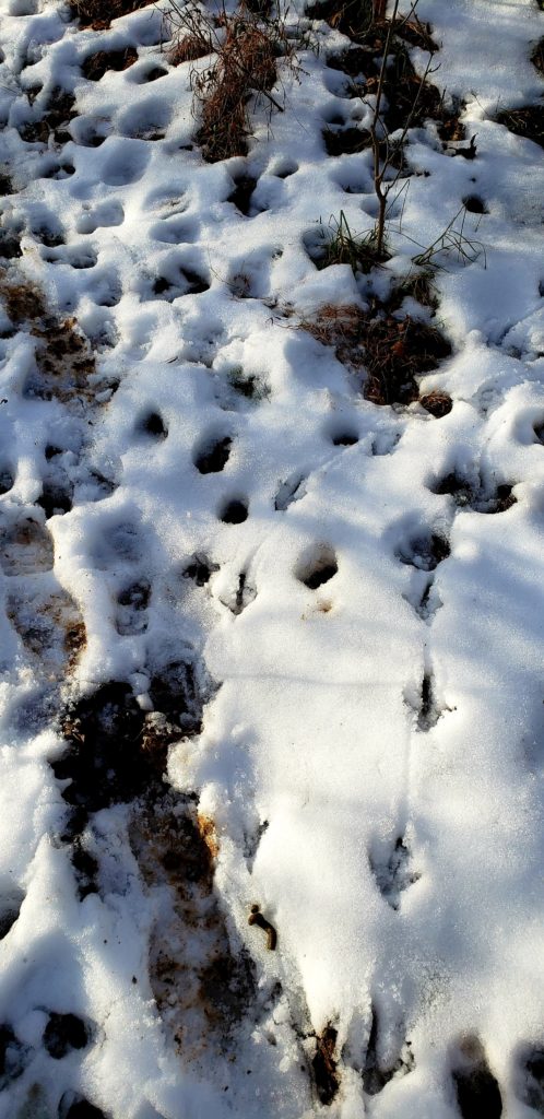 The smallest set of turkey tracks.